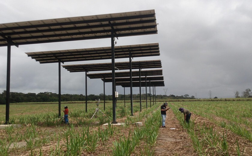 Cane Solar Vem aí a solução que integra as produções de cana e de energia solar